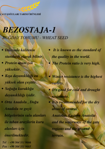 BEZOSTAYA-1