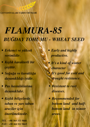 FLAMURA-85