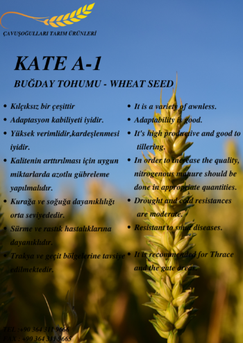 KATE A-1