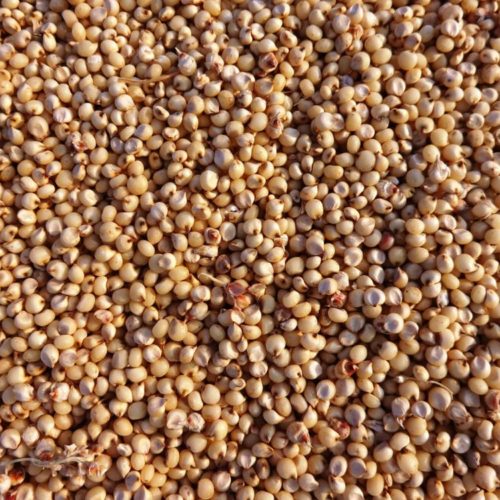 White-Yellow-Green-Red-Sorghum