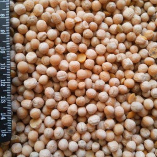 yellow peas